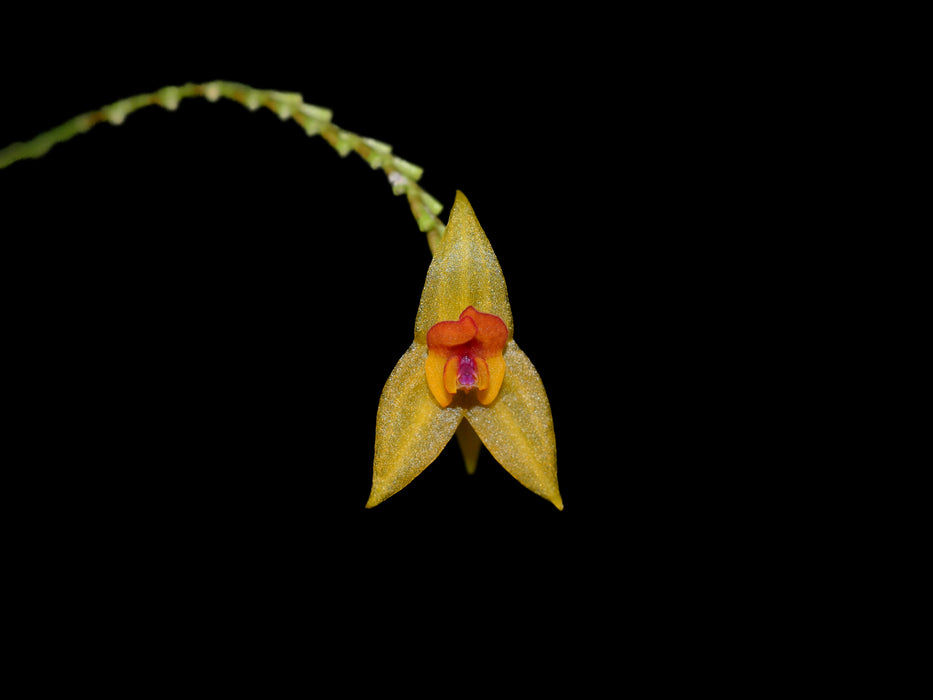 Lepanthes elata