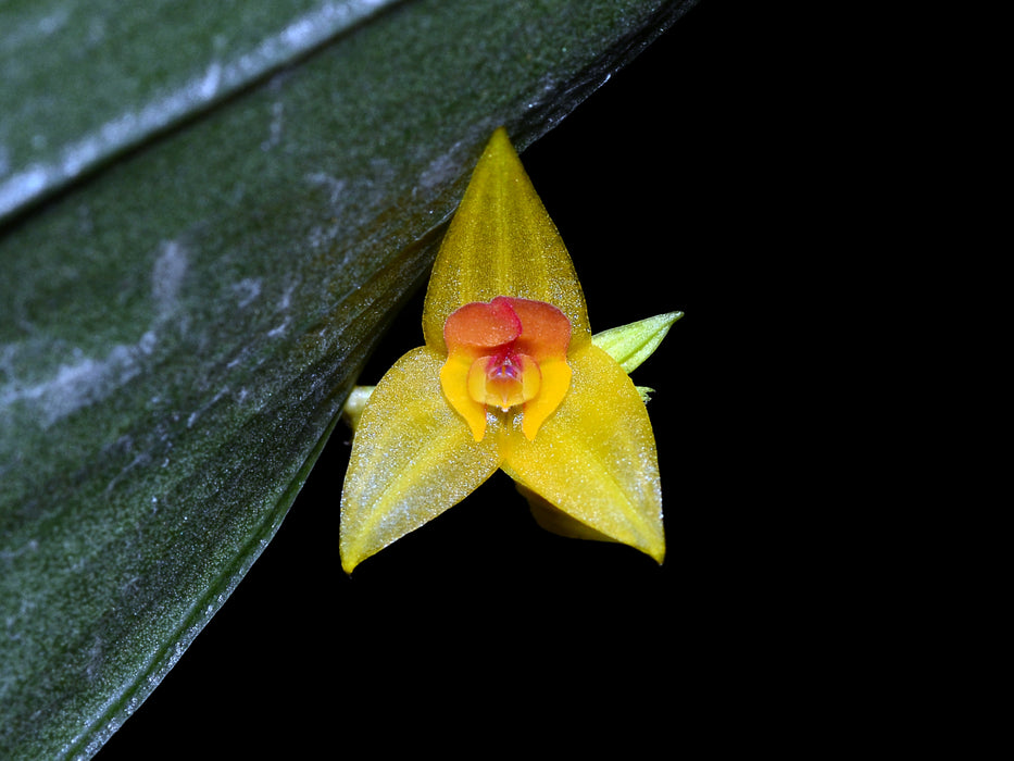 Lepanthes elata