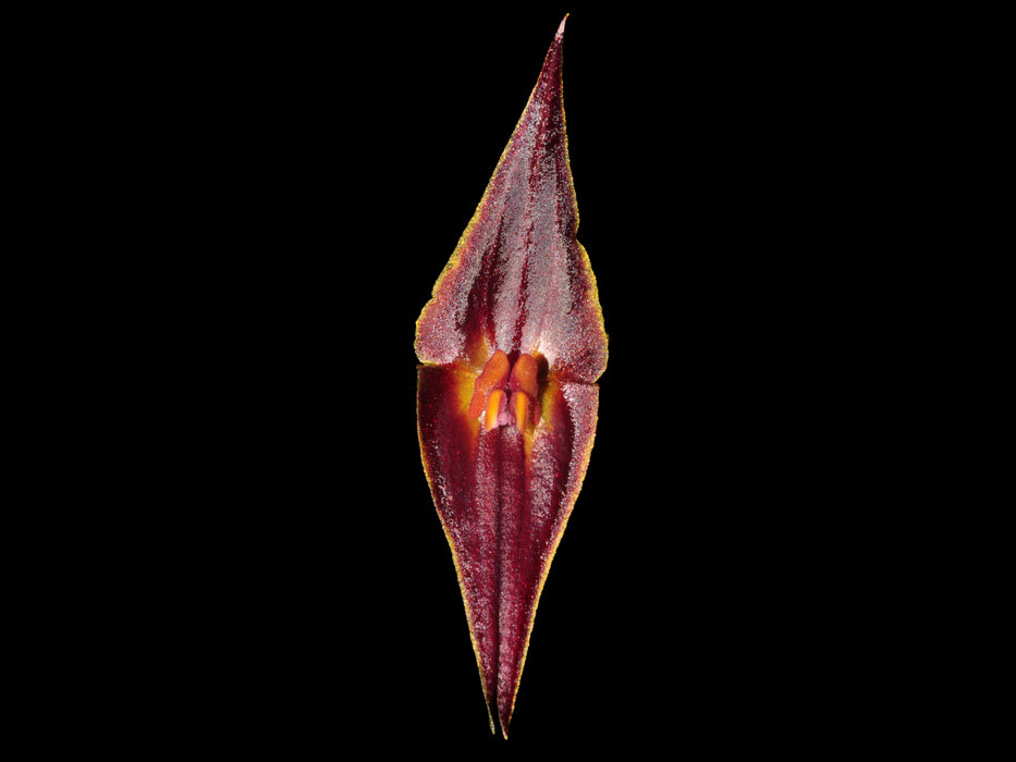 Lepanthes elegantula