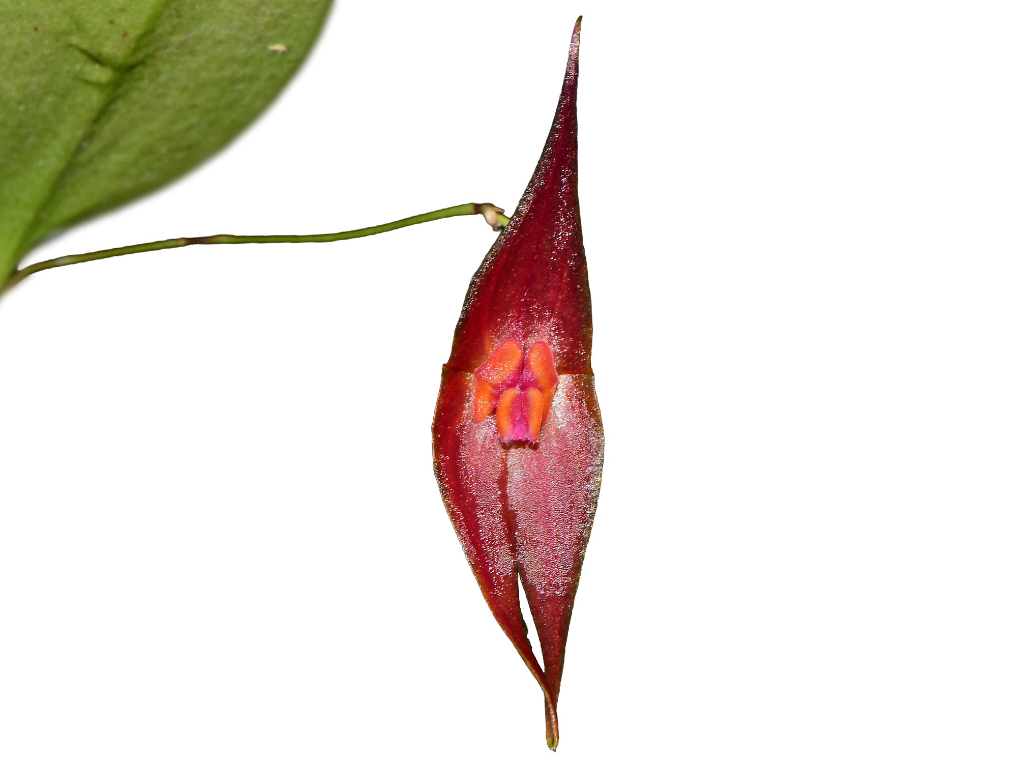 Lepanthes elegantula x Lepanthes Andean Flame
