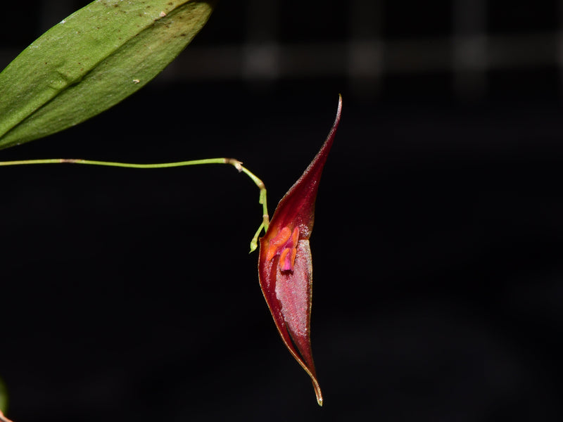 Lepanthes elegantula x Lepanthes Andean Flame