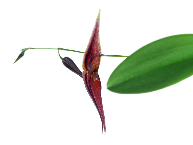 Lepanthes elegantula x Lths. ionoptera