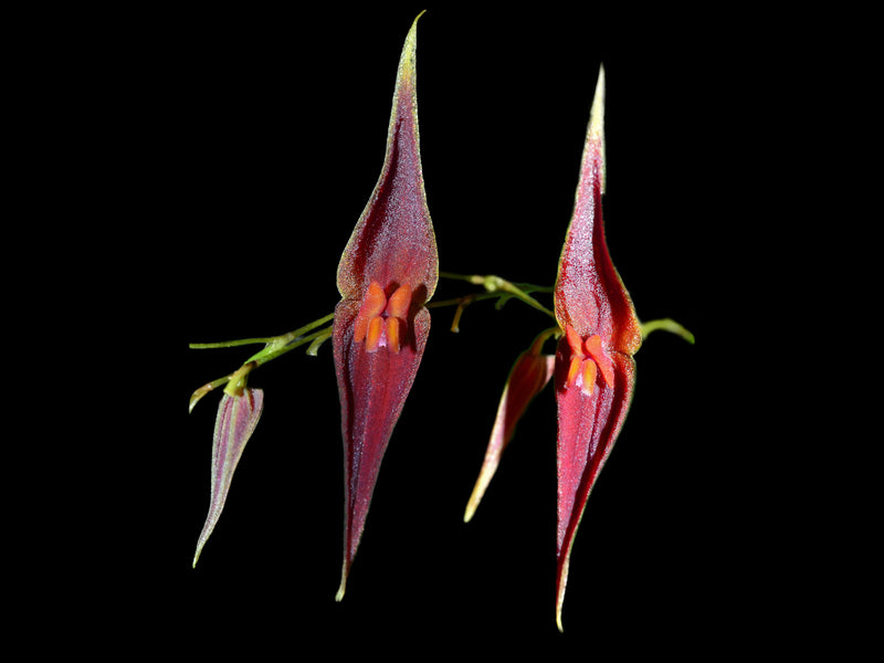 Lepanthes elegantula x Lths. ionoptera