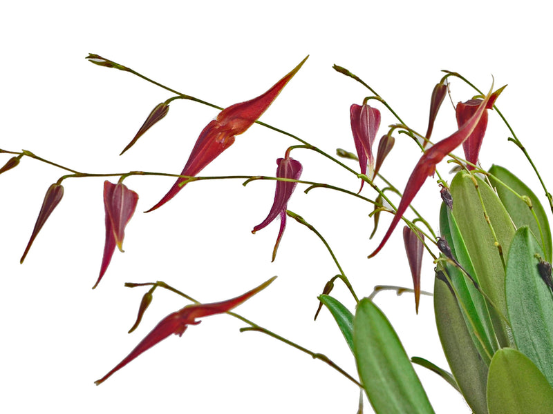 Lepanthes elegantula x Lths. ionoptera