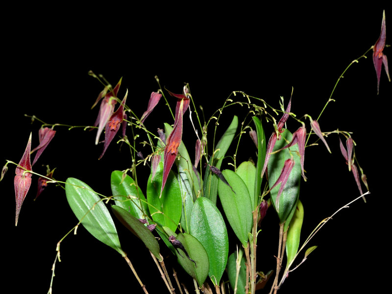 Lepanthes elegantula x Lths. ionoptera