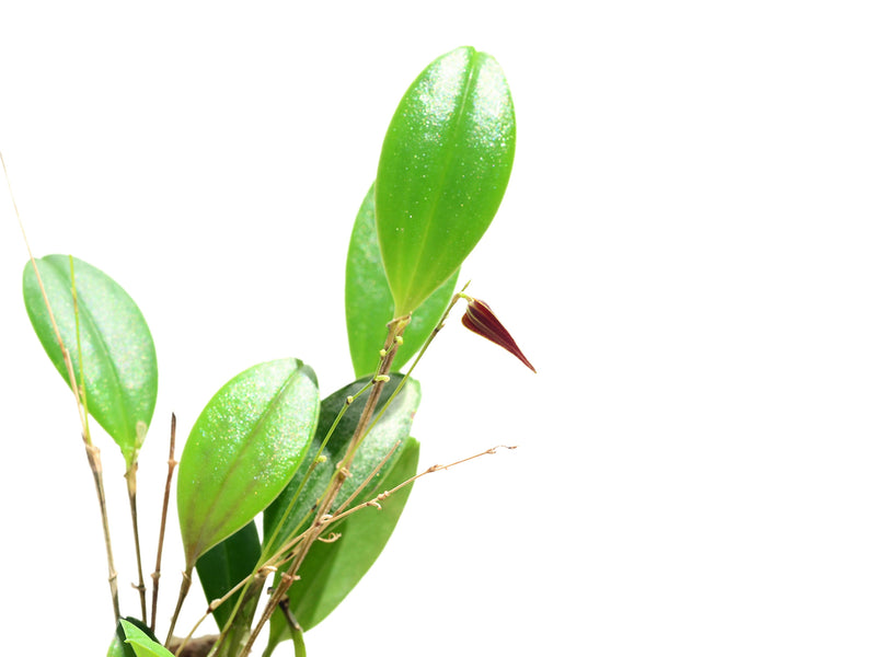 Lepanthes elegantula x Lths. pastoensis
