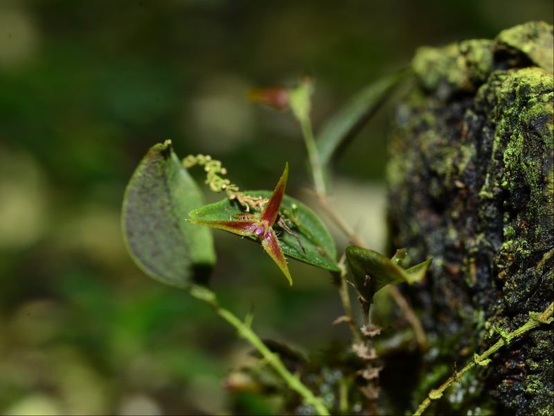 Lepanthes equus-frisiae