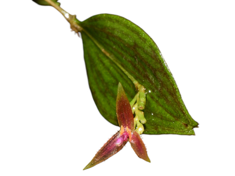Lepanthes equus-frisiae