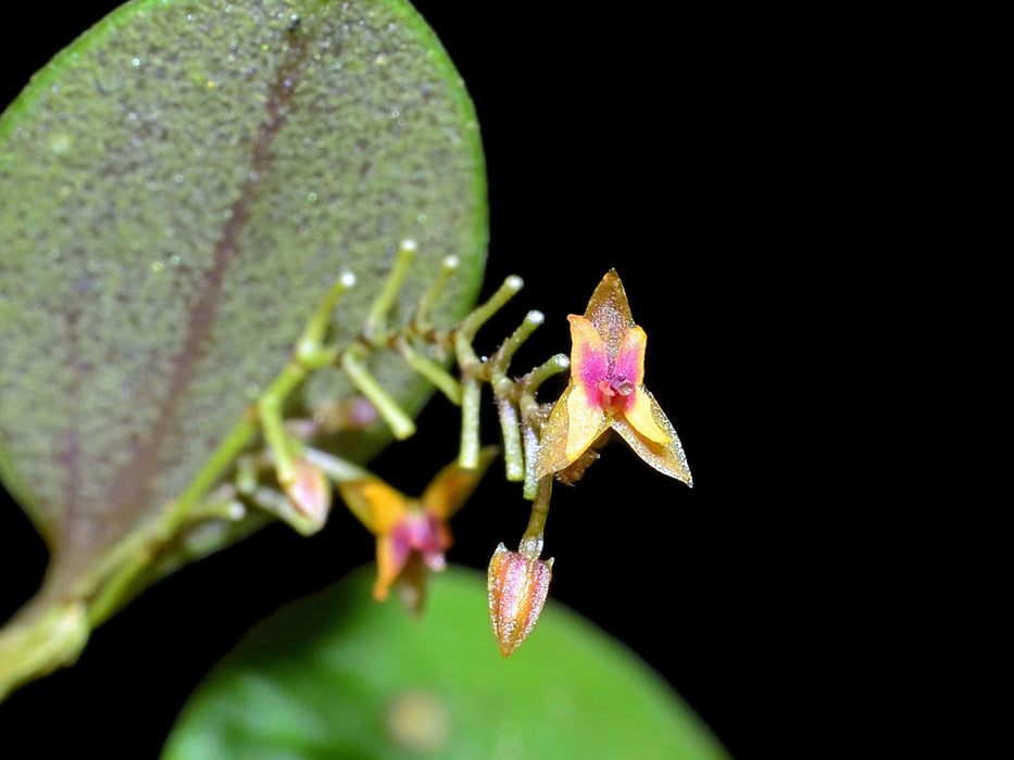 Lepanthes eros