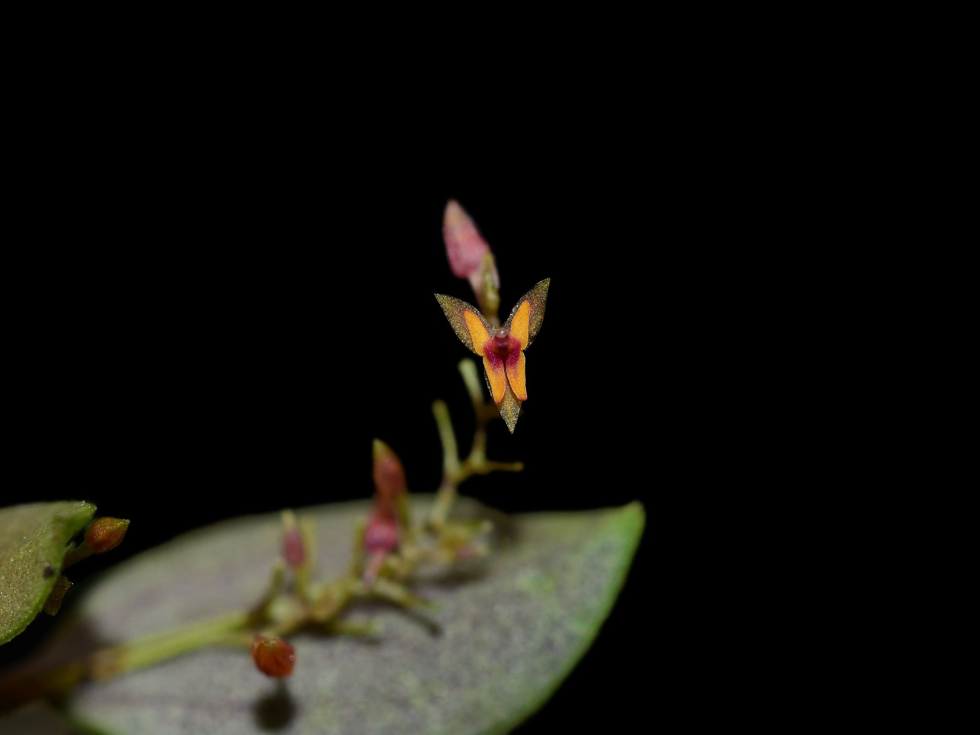 Lepanthes eros – Intermediate Miniature Species Orchid