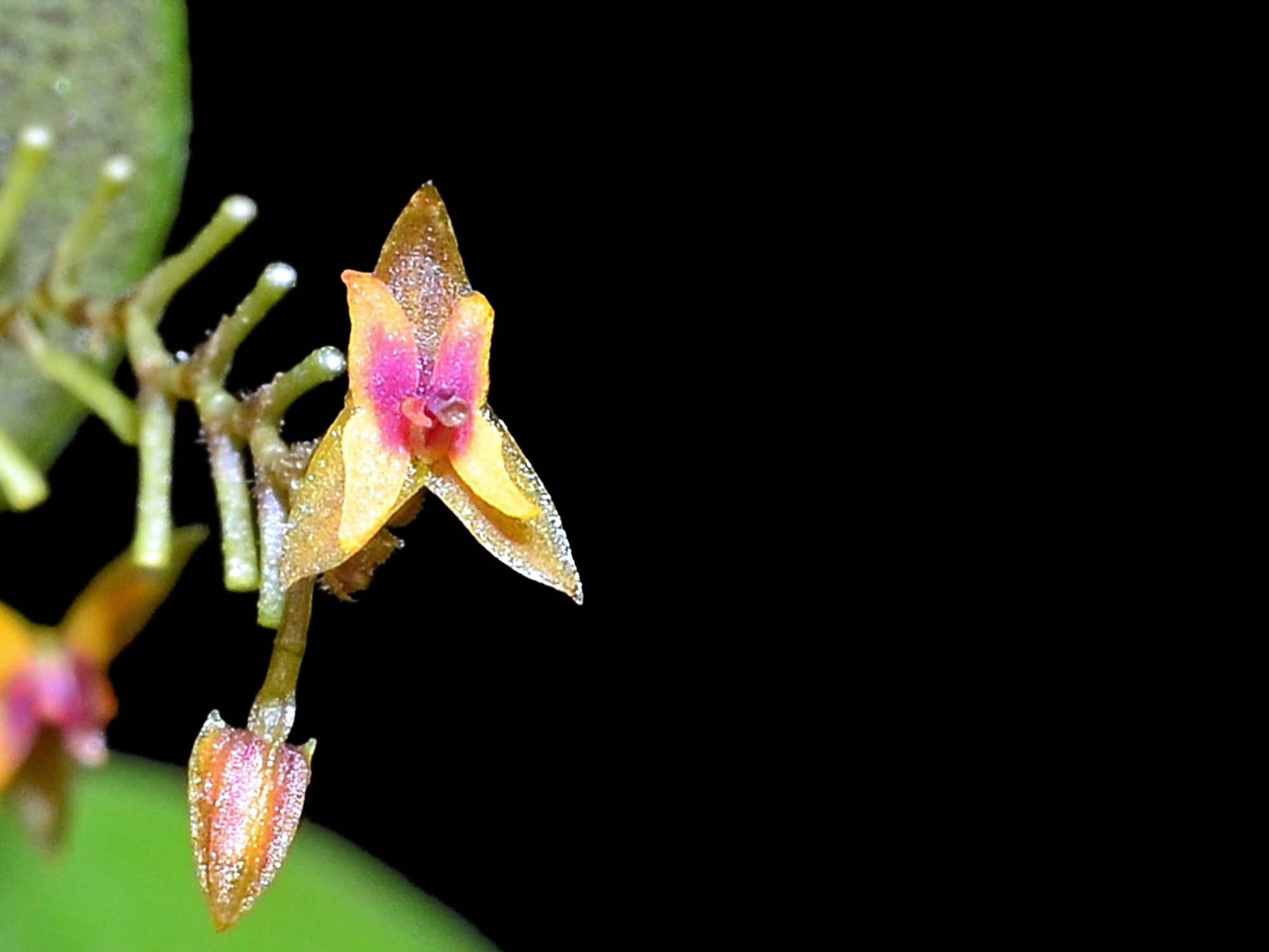 Lepanthes eros – Intermediate Miniature Species Orchid