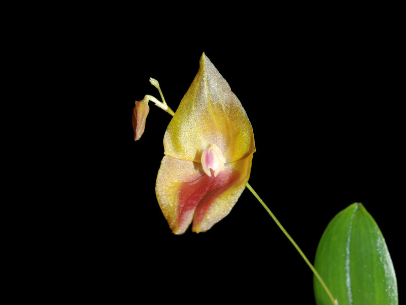 Lepanthes escobariana