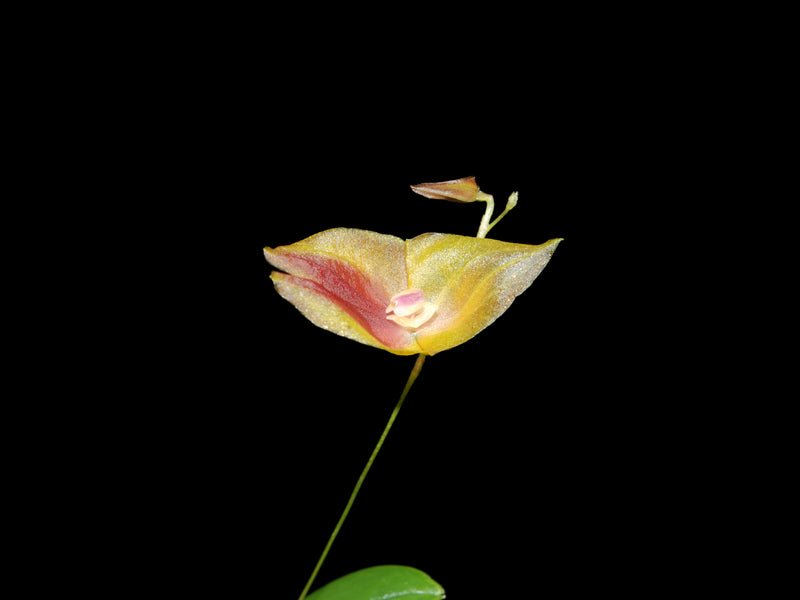 Lepanthes escobariana