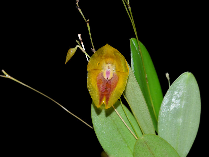 Lepanthes escobariana