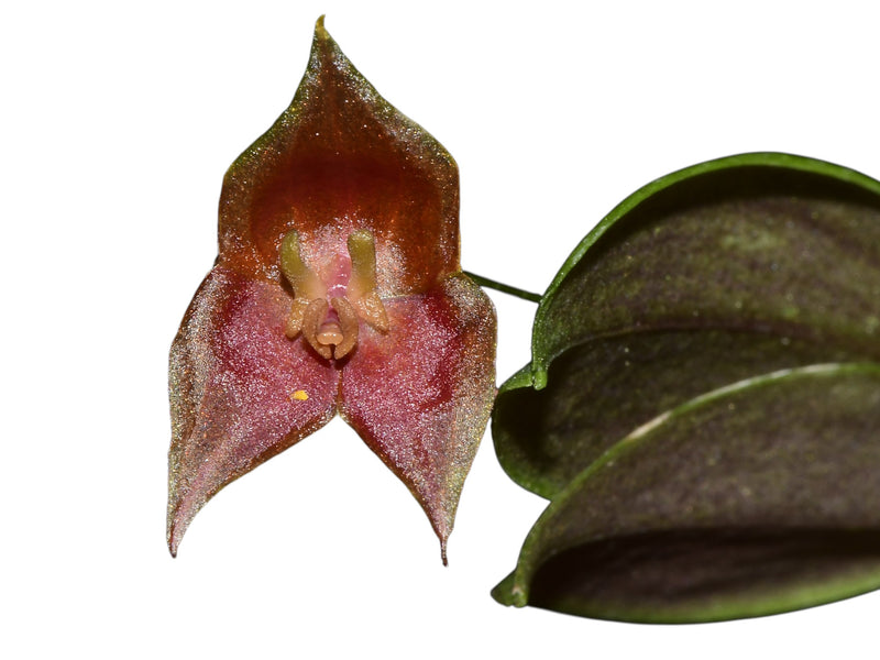 Lepanthes escobariana x Lepanthes lucifer