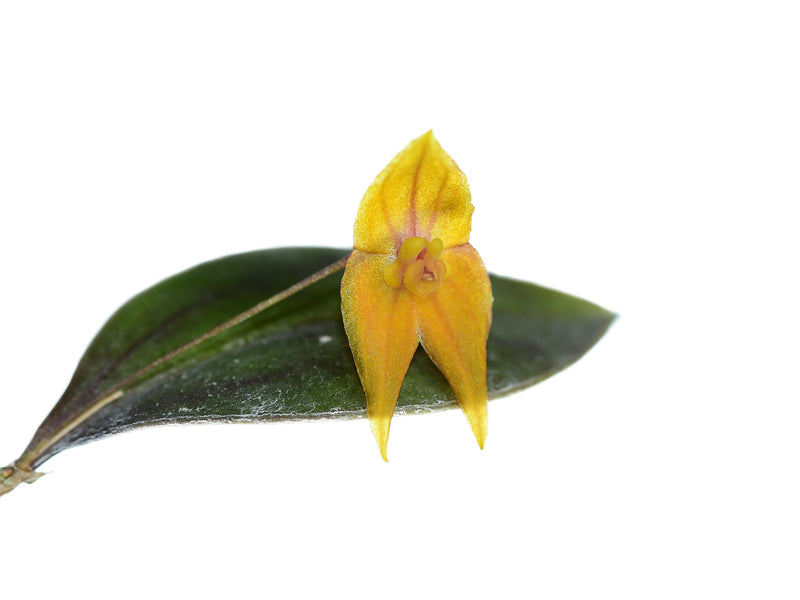 Lepanthes escobariana x Lepanthes niesseniae