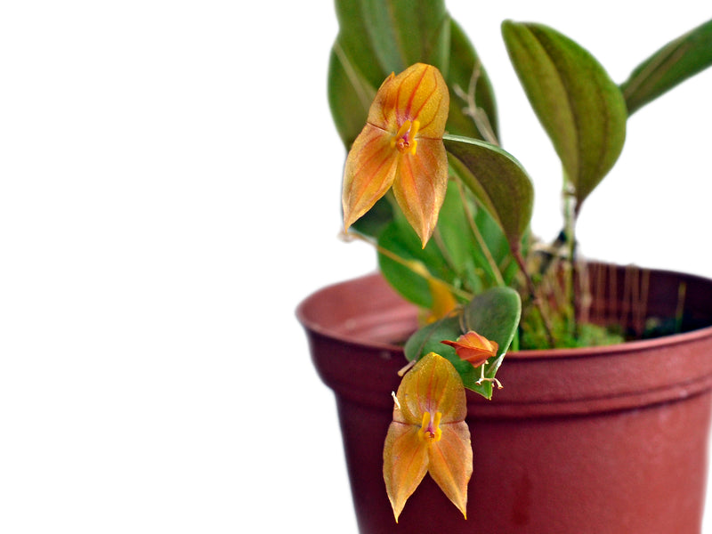 Lepanthes escobariana x Lepanthes niesseniae