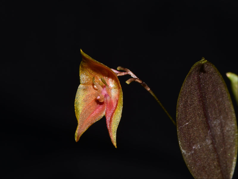 Lepanthes escobariana x Lepanthes lucifer