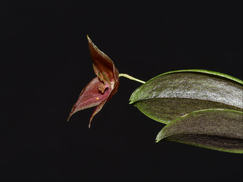 Lepanthes escobariana x Lepanthes lucifer
