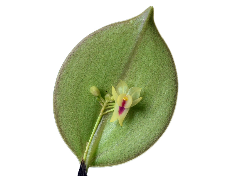 Lepanthes estrellensis