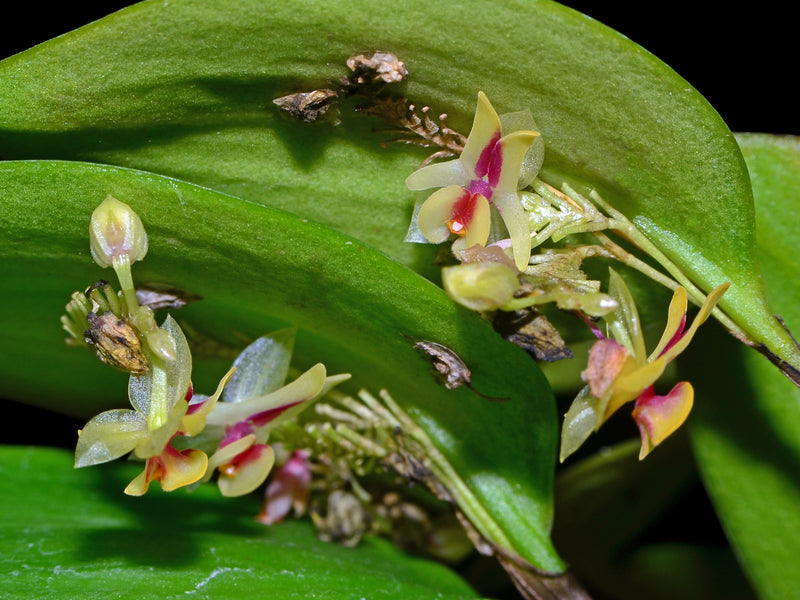 Lepanthes estrellensis