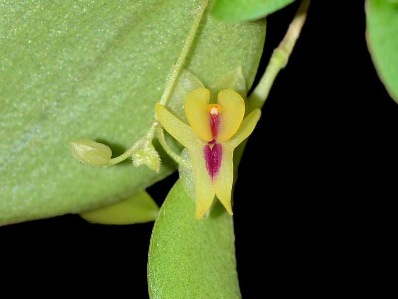 Lepanthes estrellensis