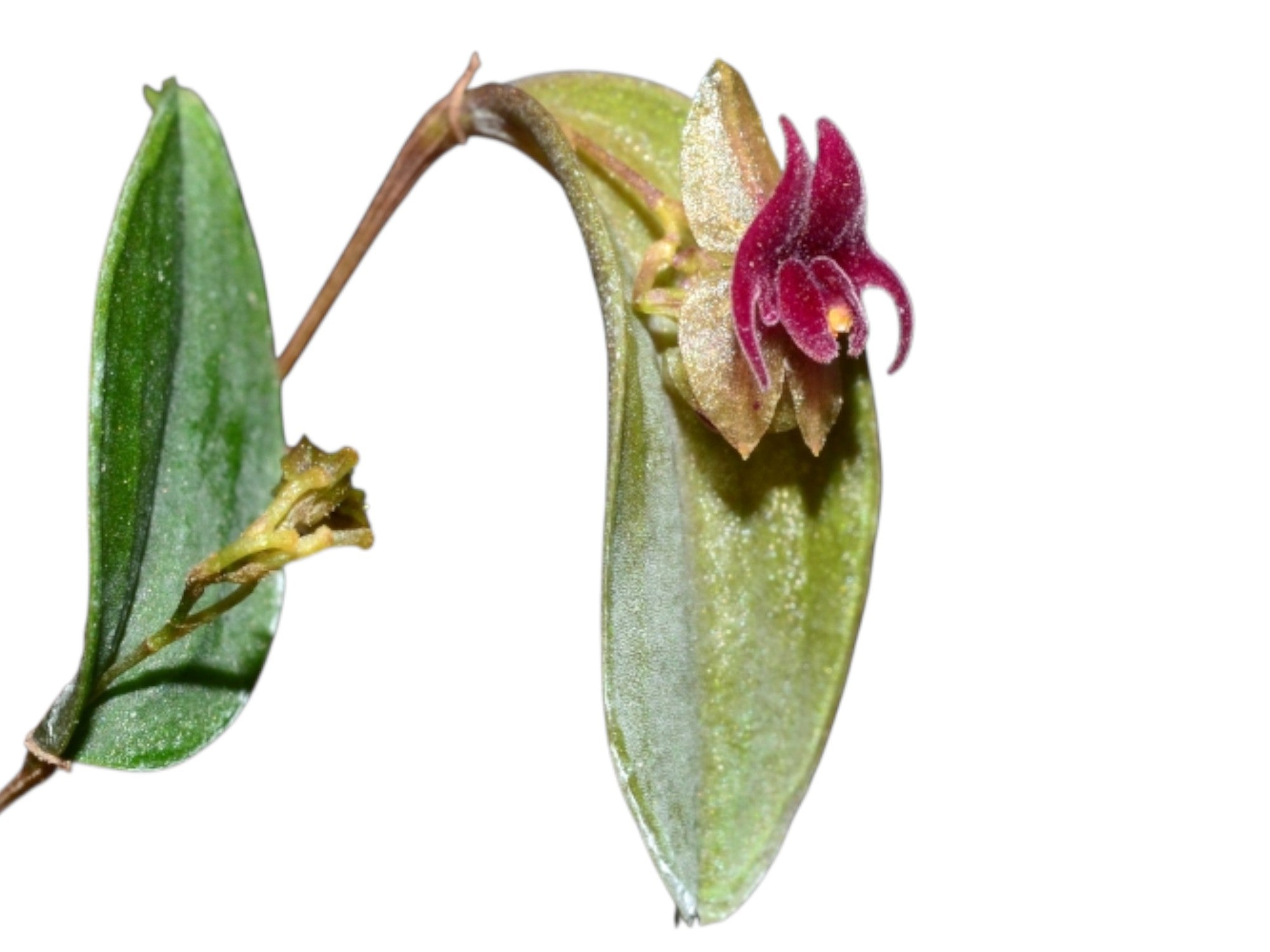 Lepanthes expansa — Ecuagenera Orquídeas del Ecuador