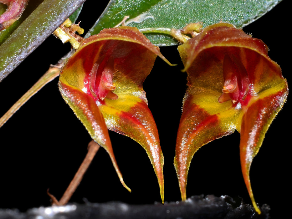 Lepanthes felis