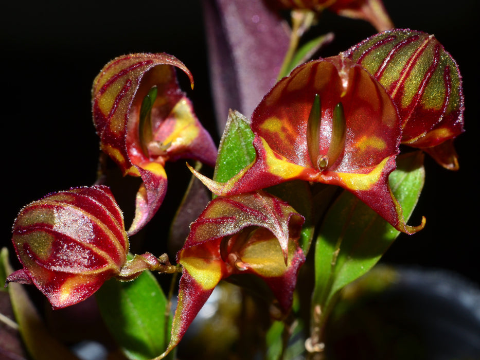 Lepanthes felis