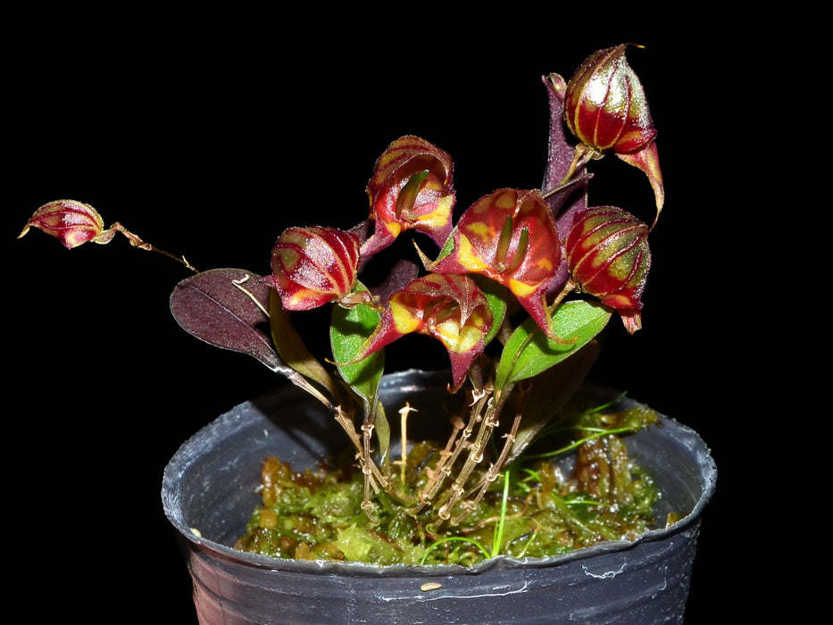 Lepanthes felis