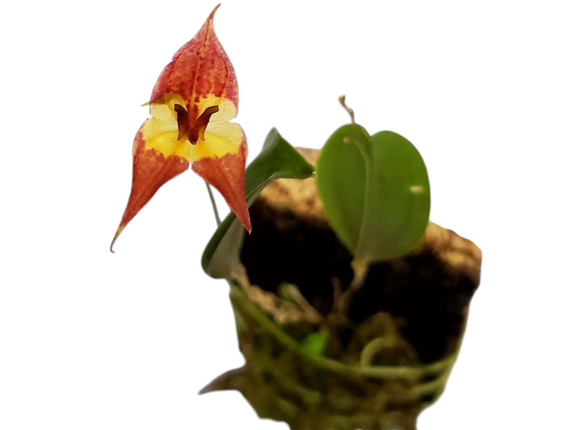Lepanthes felis x Lepanthes Andean Flame — Ecuagenera Orquídeas