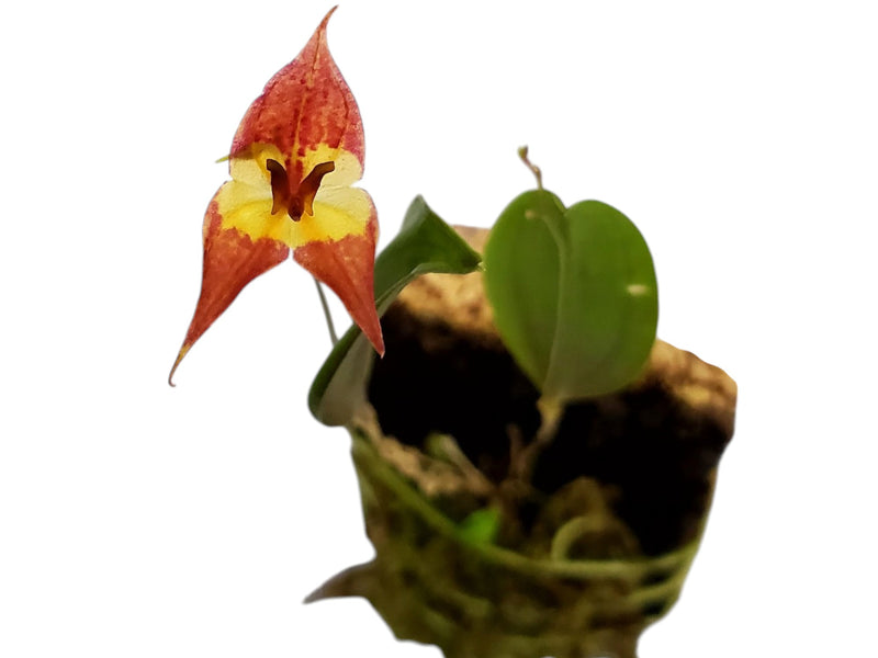 Lepanthes felis x Lepanthes Andean Flame