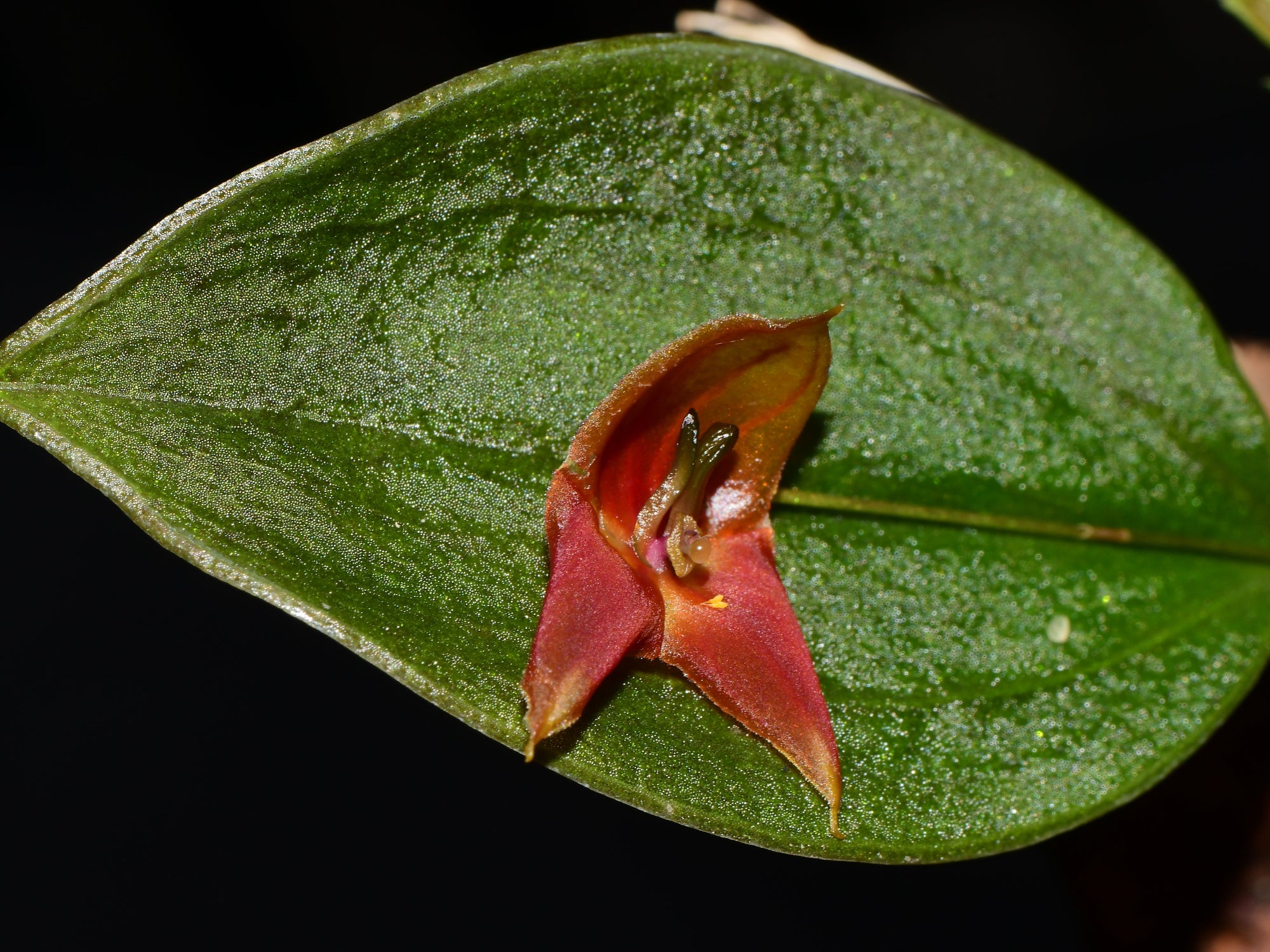 Lepanthes felis x niesseniae - Miniature Orchid Hybrid