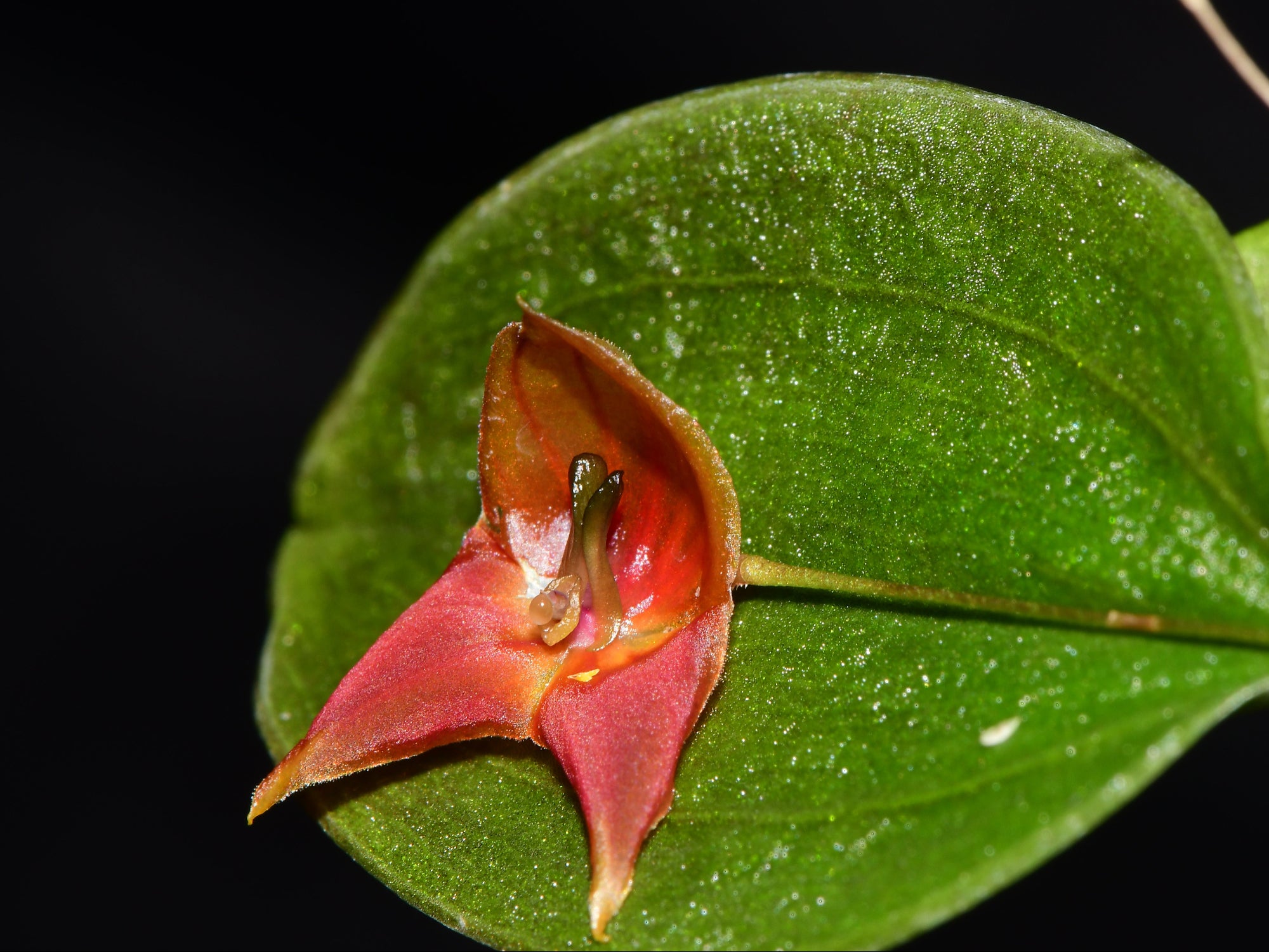 Lepanthes felis x niesseniae - Miniature Orchid Hybrid