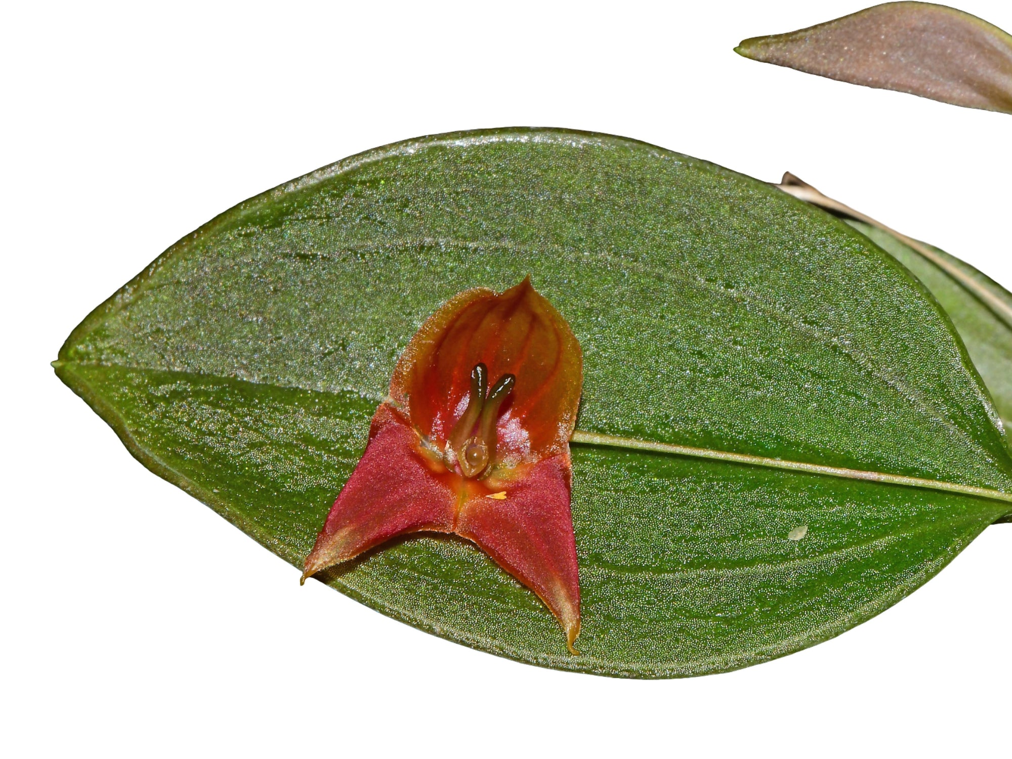 Lepanthes felis x Lths. niesseniae