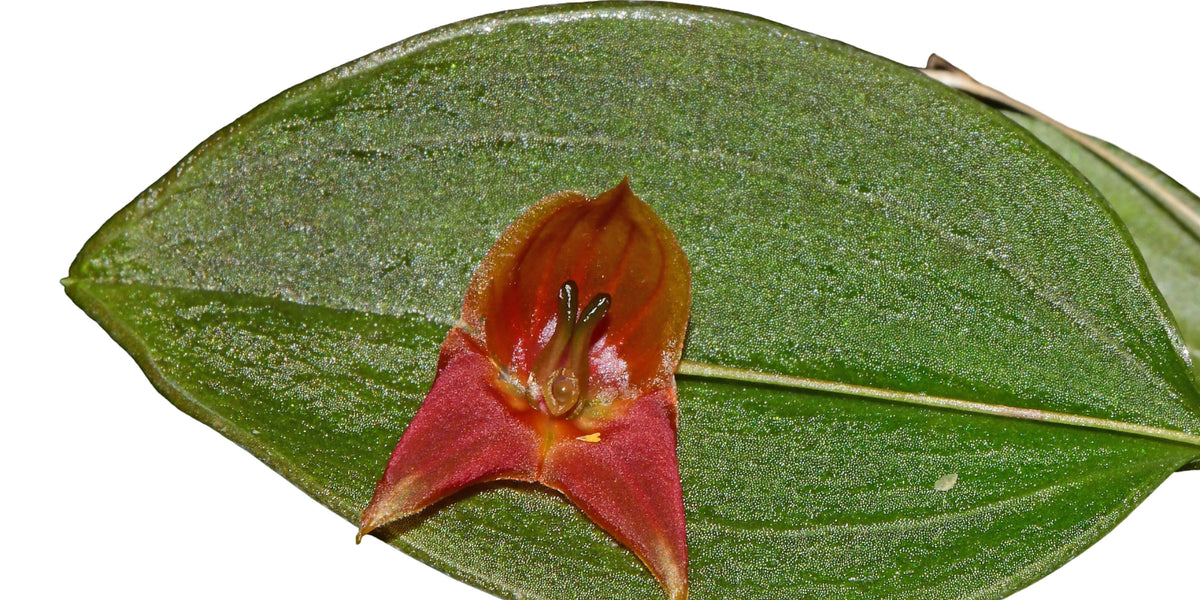 Lepanthes_felis_x_niesseniae_1