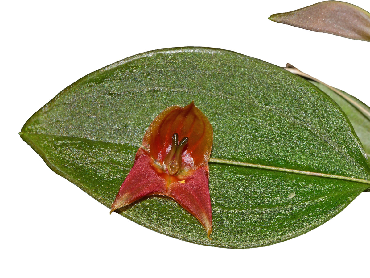 Lepanthes_felis_x_niesseniae_1