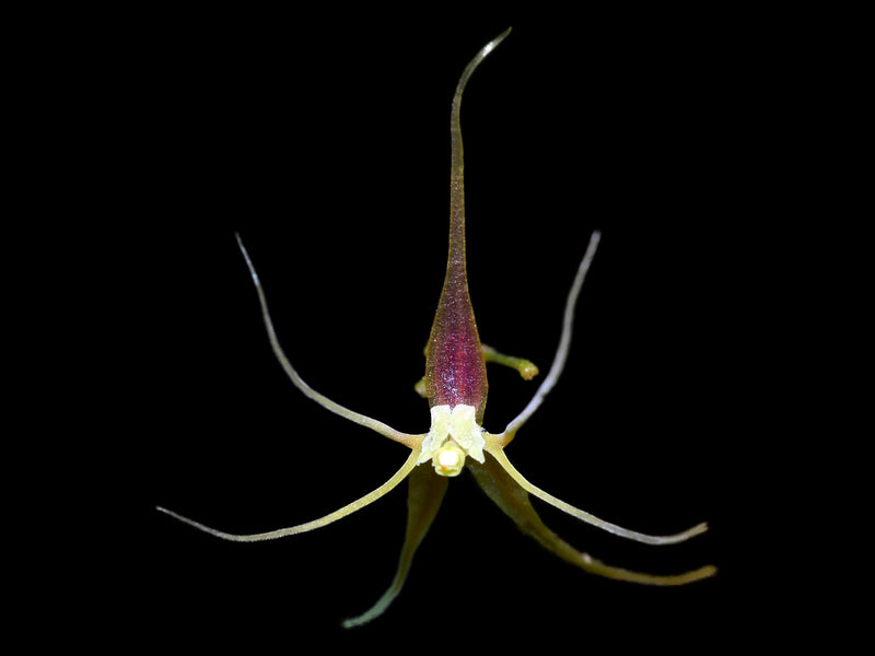 Lepanthes filamentosa