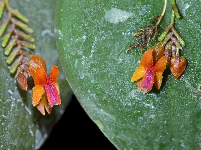 Lepanthes fimbriata