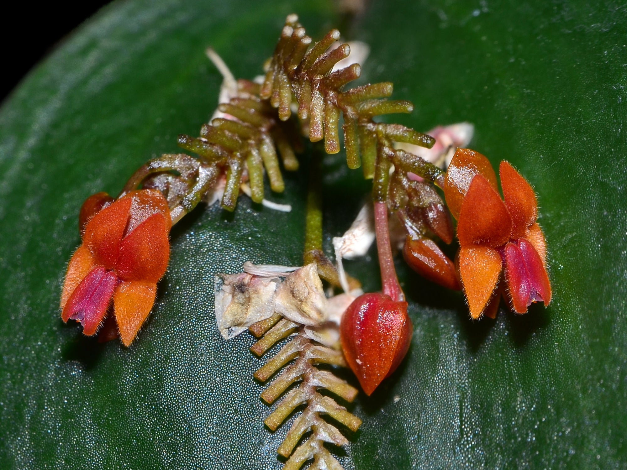 lepanthes fimbriata レパンテスミニチュアオーキッド南米 Lepanthes fimbriata — Ecuagenera Orquídeas del Ecuador