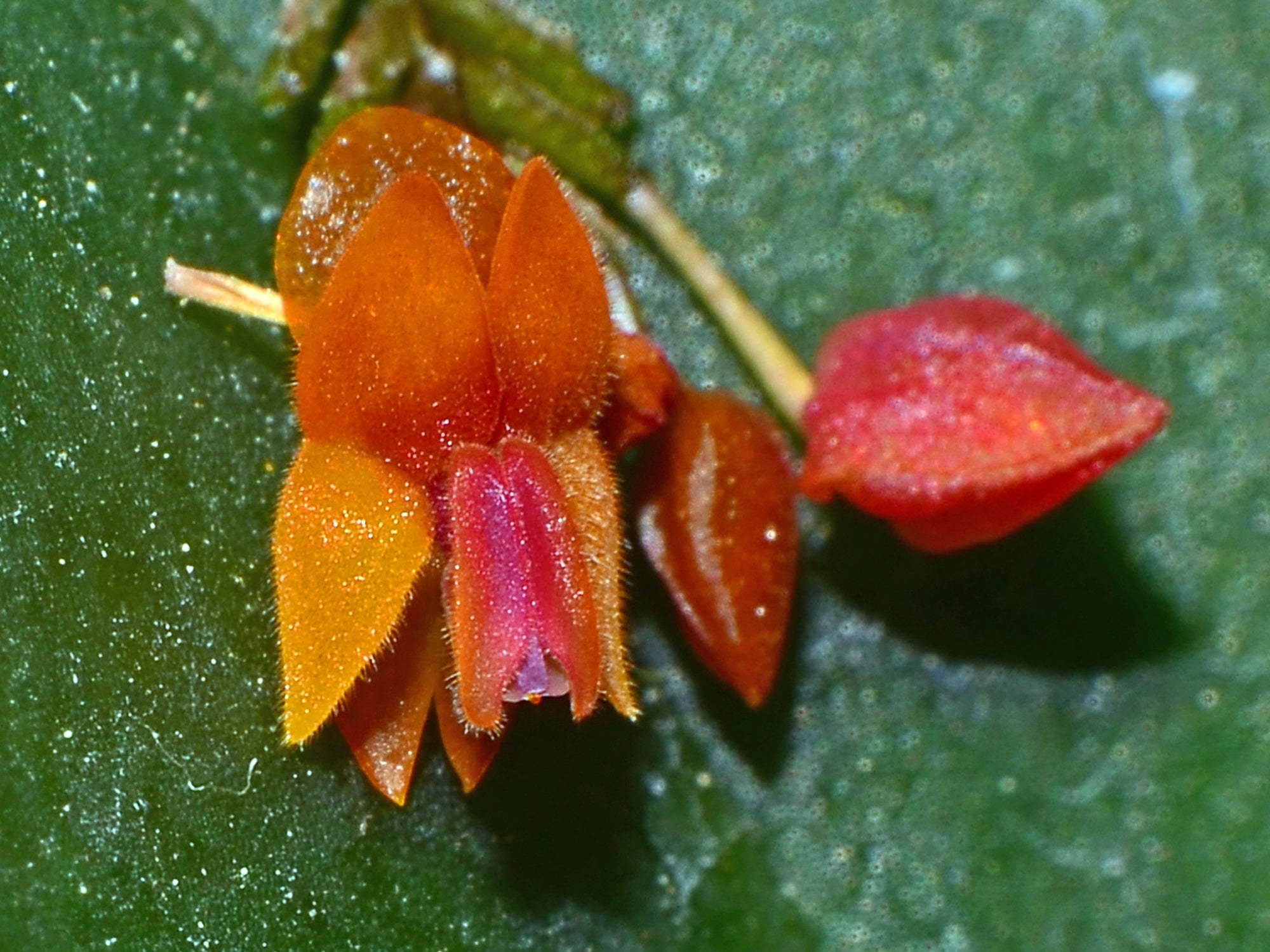 Lepanthes fimbriata – Intermediate Miniature Species Orchid