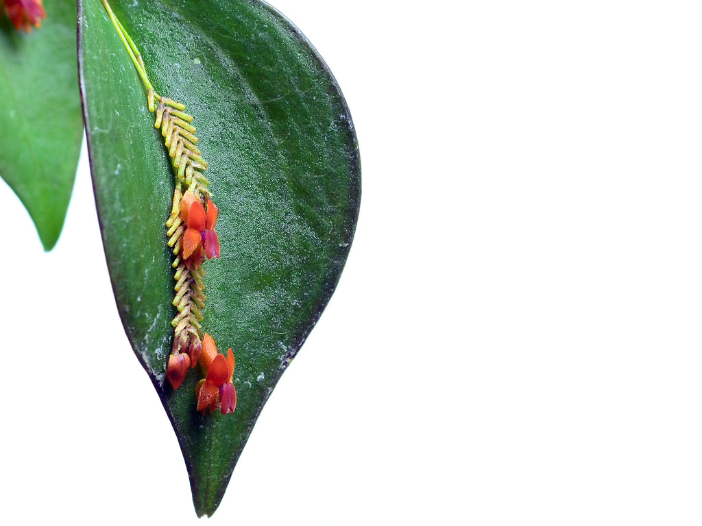 その他観葉植物 Lepanthes fimbriata Lepanthes_fimbriata_3_1024x102