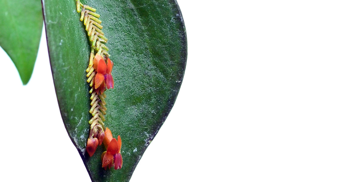 Lepanthes_fimbriata_3_1200x600