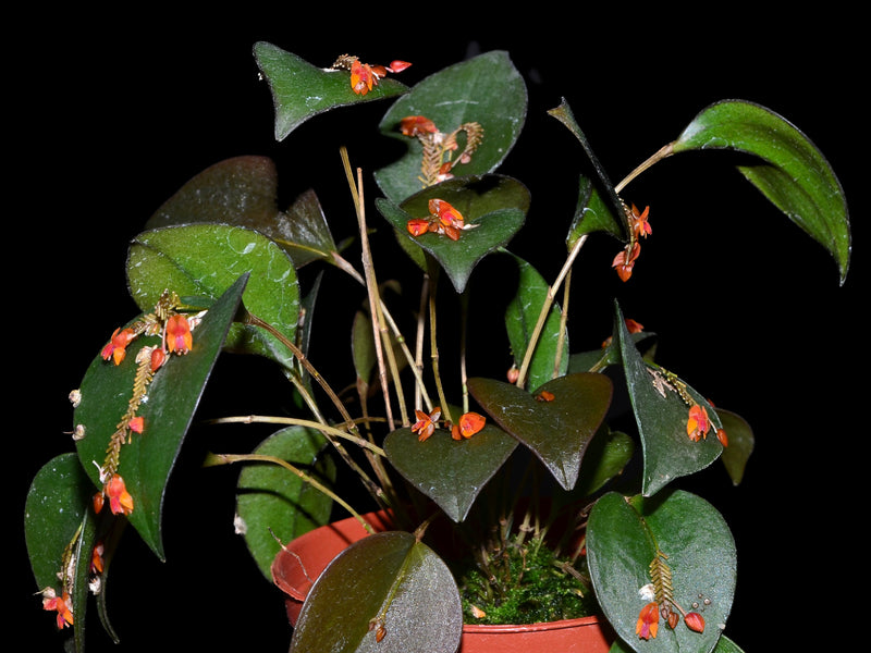 Lepanthes fimbriata