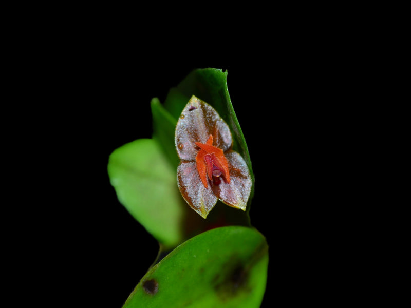 Lepanthes fimbriata x Lths. telipogoniflora