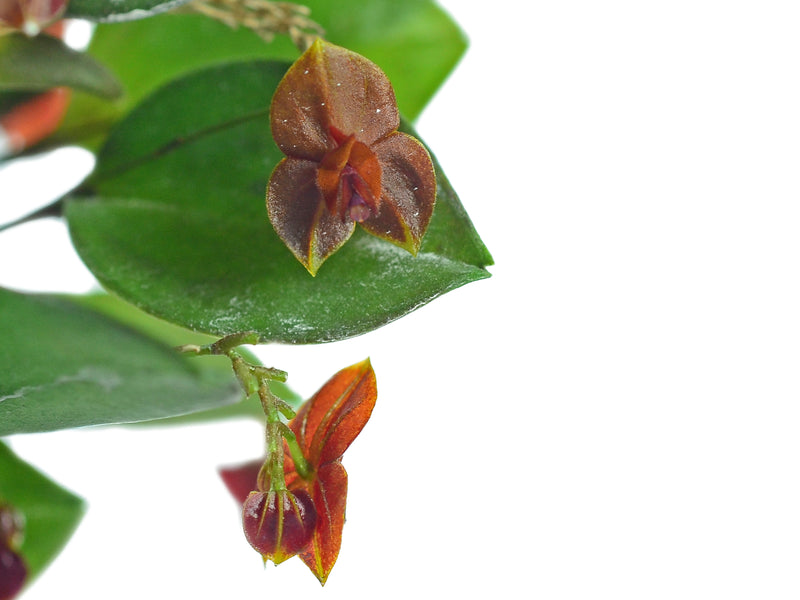 Lepanthes fimbriata x Lths. telipogoniflora