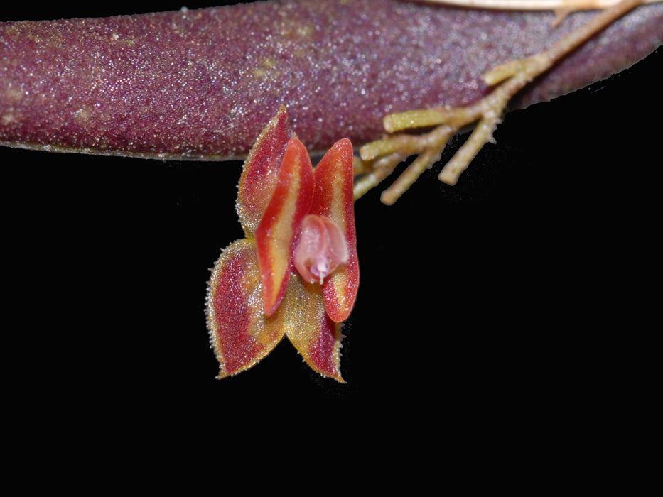 Lepanthes fusiformis