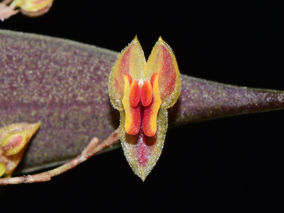 Lepanthes fusiformis