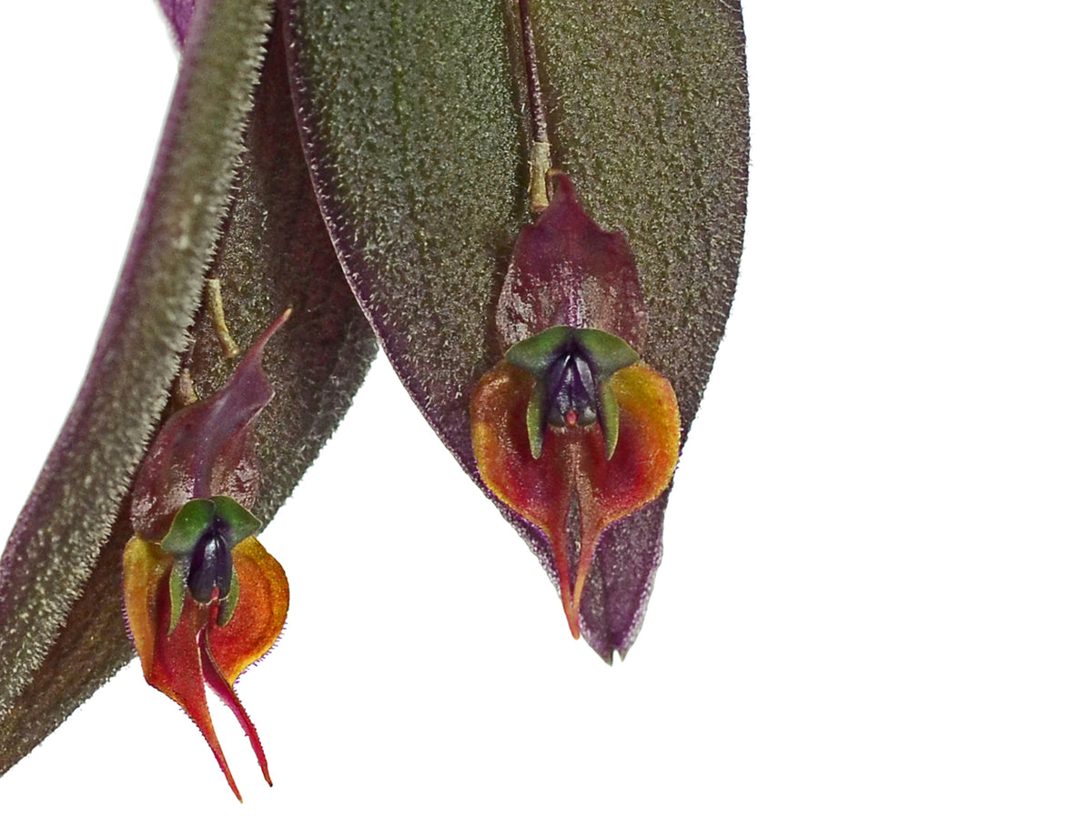 Lepanthes gargoyla — Ecuagenera Orquídeas del Ecuador