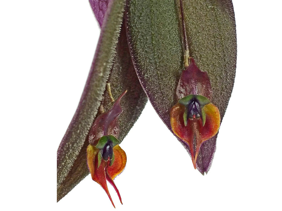 Lepanthes gargoyla